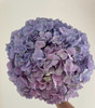 【国产绣球】海紫色  单枝 商品缩略图3