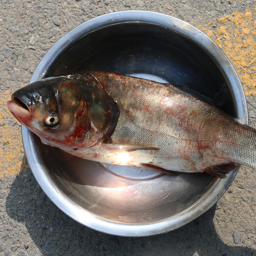 【2025保真密云水库鱼】密云水库鱼 白鲢鱼鱼肉  鱼肉馅 现捞现发 净膛发货6斤/8斤/10斤/15斤多退少补 商品图8