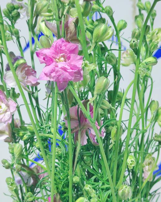 配花 | 千鸟飞燕粉色 商品图0