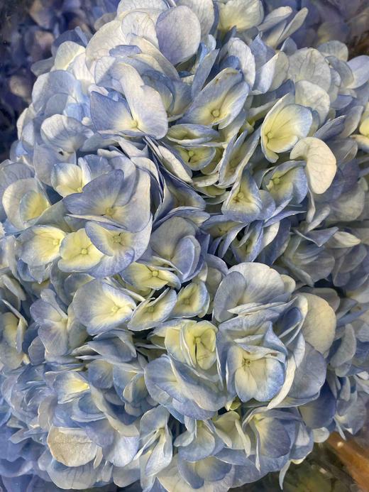 【国产绣球】浅蓝色  单枝 商品图8