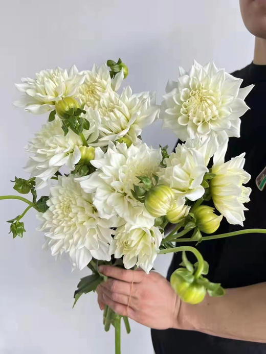 【新花派】大丽花-白色 5枝/扎 商品图0