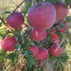 沙漠有机苹果 | 下单三天左右发货 | 基地直发*Organic desert apples 商品缩略图4
