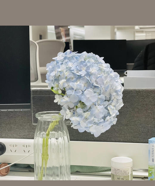 【国产绣球】浅蓝色  单枝 商品图2