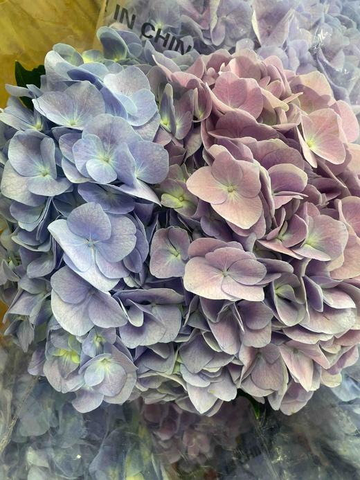 【国产绣球】海紫色  单枝 商品图7