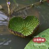 高邮湖野生芡实 400g |  合作农友生产，产自江苏高邮湖，生产者：张运东 &【公平贸易农人定价】 商品缩略图7