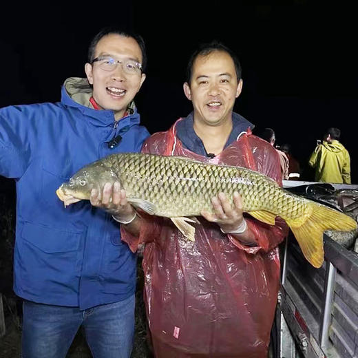 【2025保真密云水库鱼】密云水库黄金鲤  鲜鲤鱼  肉质鲜美  新鲜打捞  没有土腥味  3斤/5斤 商品图2