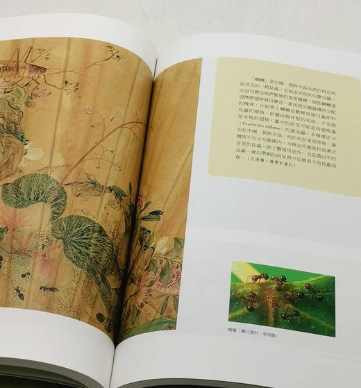 《草虫捉迷藏特展图录》，主编：邱士华、杨若苓、吴诵芬，16开平装，页数不详 商品图11