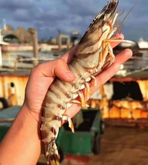 舟山野生海捕船冻虾（斑节虾、青壳滑皮虾、红虾）【切记：化冻不要用水泡】 商品图0