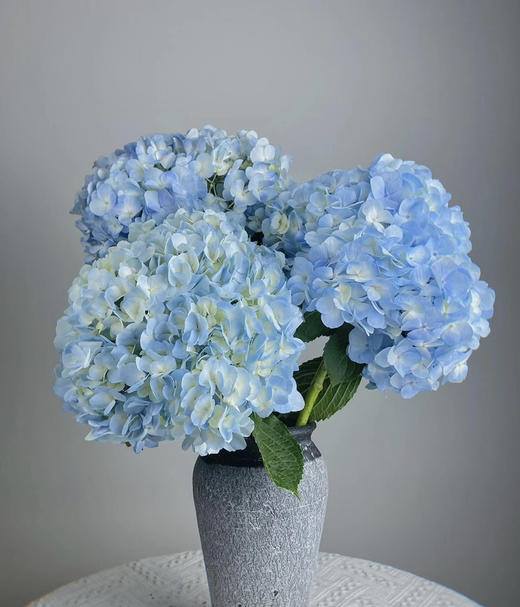 【国产绣球】浅蓝色  单枝 商品图6