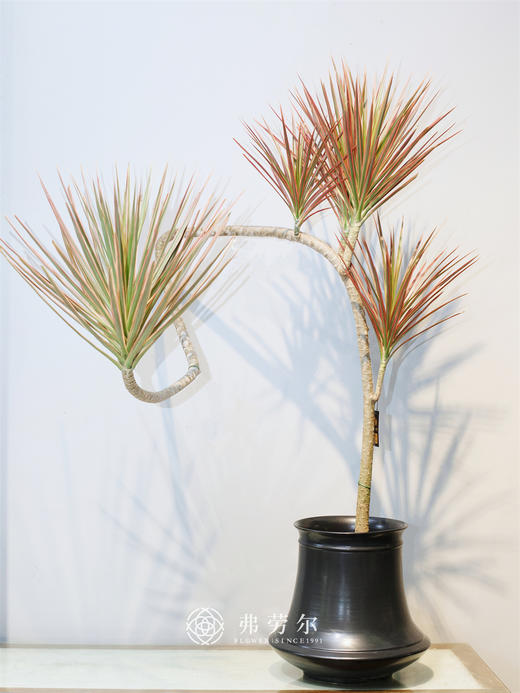 千年木 商品图0