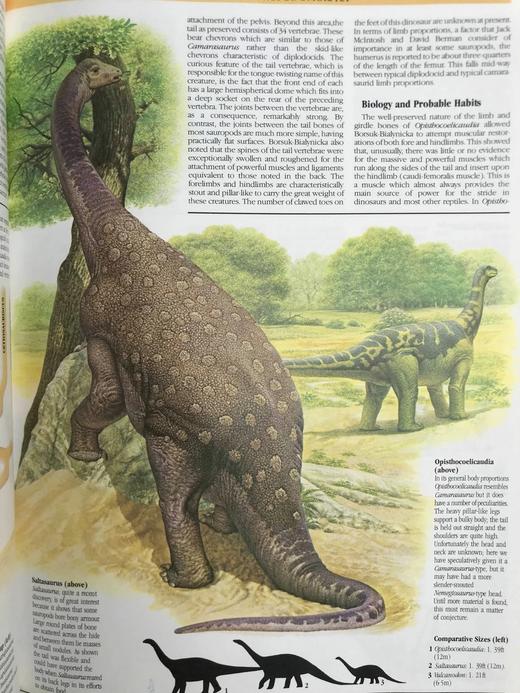 恐龙图解百科 700余幅插图 精装大16开 商品图12