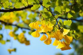 秋分丨燥邪当道，如何润肺清燥保健康？