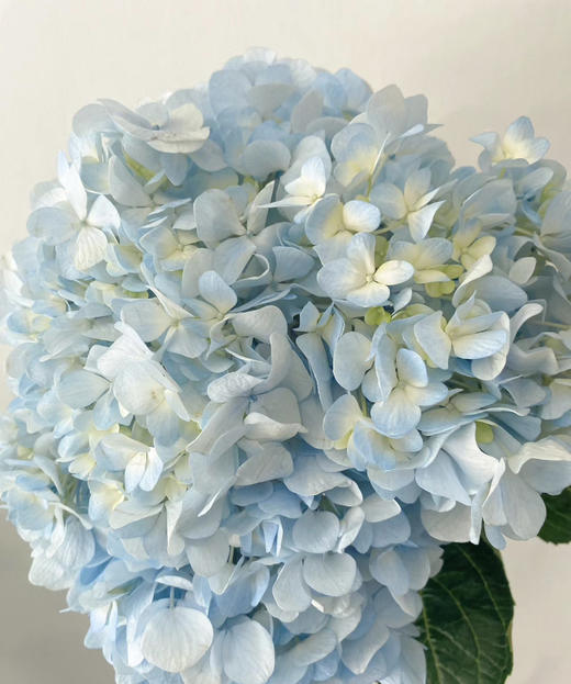 【国产绣球】浅蓝色  单枝 商品图3