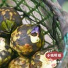 高邮湖野生芡实 400g |  合作农友生产，产自江苏高邮湖，生产者：张运东 &【公平贸易农人定价】 商品缩略图3
