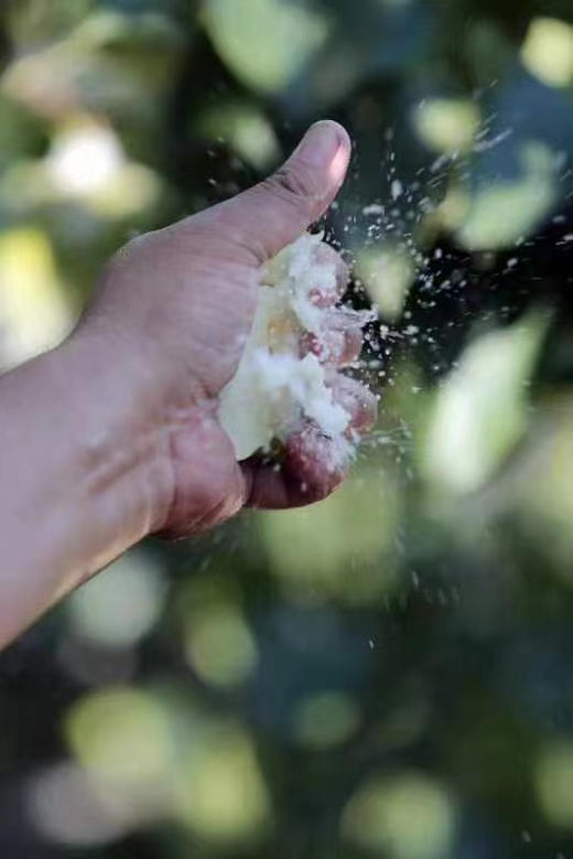 宝宝梨，感受隰县味道。隰县玉露香梨满足你对梨的所有需求[偷笑][偷笑] 保证一级新鲜，酥脆甜，3.8斤/箱 商品图1