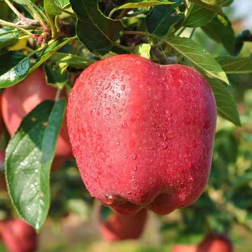 【顺丰快递】天水花牛苹果  脆粉糯 刮泥 面苹果DBXS 商品图3