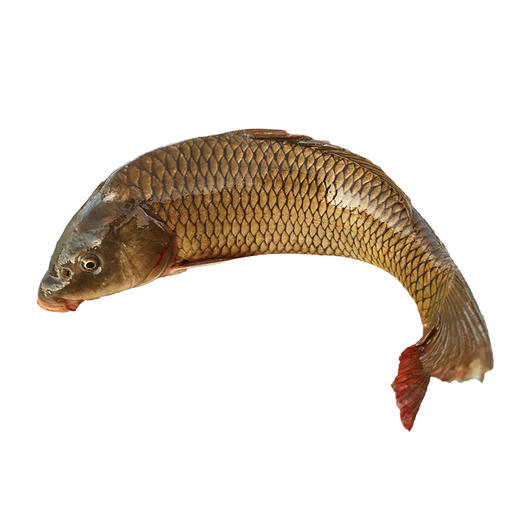 【2025保真密云水库鱼】密云水库黄金鲤  鲜鲤鱼  肉质鲜美  新鲜打捞  没有土腥味  3斤/5斤 商品图4