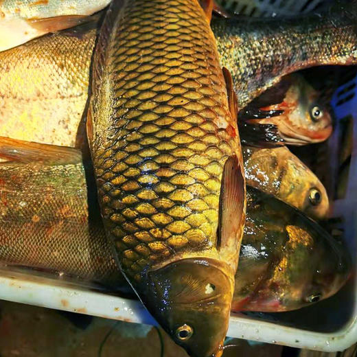 【2025保真密云水库鱼】密云水库黄金鲤  鲜鲤鱼  肉质鲜美  新鲜打捞  没有土腥味  3斤/5斤 商品图6