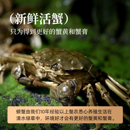 不等常温秃黄油90g*2罐 满满蟹黄蟹膏  送蟹醋 手提袋 商品图3