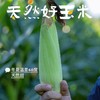 【黄金甜糯玉米】啃一口，口感是那种嫩、脆、弹结合的感觉，包裹着颗粒的果皮非常薄,从源头玉米种子到成品玉米都做了转基因检测，都完全符合非转基因标准。213项农残检测全部为0,安全放心 商品缩略图4