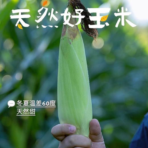 【黄金甜糯玉米】啃一口，口感是那种嫩、脆、弹结合的感觉，包裹着颗粒的果皮非常薄,从源头玉米种子到成品玉米都做了转基因检测，都完全符合非转基因标准。213项农残检测全部为0,安全放心 商品图4