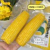 【黄金甜糯玉米】啃一口，口感是那种嫩、脆、弹结合的感觉，包裹着颗粒的果皮非常薄,从源头玉米种子到成品玉米都做了转基因检测，都完全符合非转基因标准。213项农残检测全部为0,安全放心 商品缩略图2