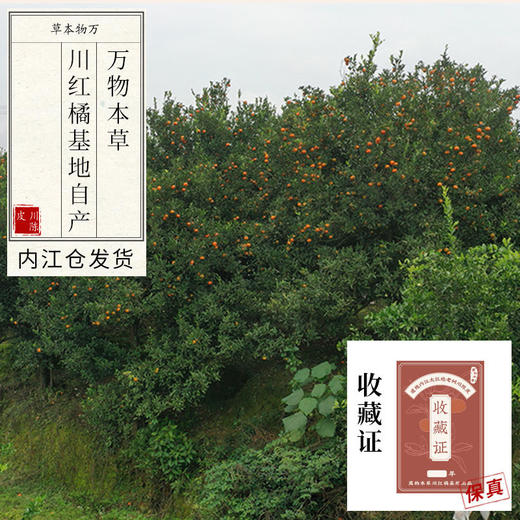 带收藏证&储存盒 正宗内江汉皮 传统工艺老树大红袍川陈皮 商品图1
