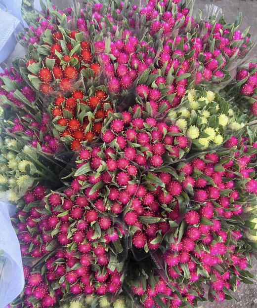 【不灭的爱】单头千日红  多色可选  若干枝/扎 商品图3