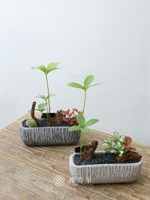 墨西哥组合盆栽 商品图0