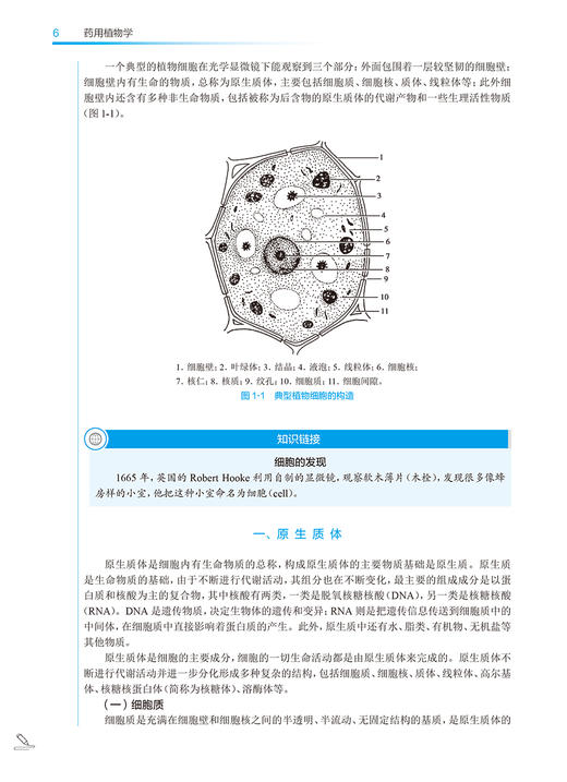 药用植物学 第5版 郑小吉 王李俊 十四五规划教材 全国中医药高职高专教育教材 供中药学等专业用 人民卫生出版社9787117349338 商品图3
