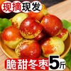 「5斤精选装！产地直发」山东沾化冬枣  整箱现货枣子新鲜冬枣零食水果 商品缩略图0