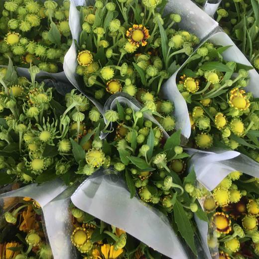 油画小菊.黄色 商品图1