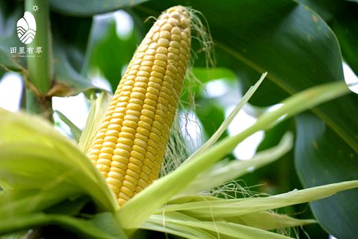 田里有草甜糯玉米 12枚礼盒装 商品图3