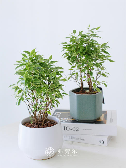 垂叶榕（一盆） 商品图0