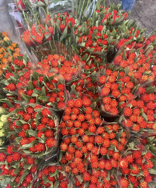 【不灭的爱】单头千日红  多色可选  若干枝/扎 商品图4