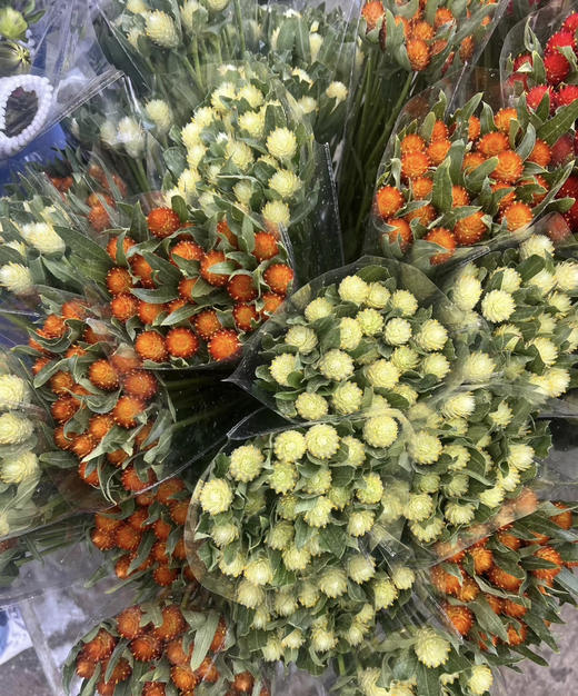 【不灭的爱】单头千日红  多色可选  若干枝/扎 商品图2