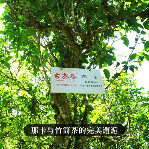 【那卡竹筒茶】2018年头春头采岩老亲制普洱生茶收藏送礼佳选补贴价放送300g/筒 商品图8