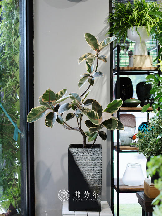 花金刚 商品图0