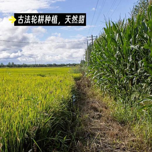 【黄金甜糯玉米】啃一口，口感是那种嫩、脆、弹结合的感觉，包裹着颗粒的果皮非常薄,从源头玉米种子到成品玉米都做了转基因检测，都完全符合非转基因标准。213项农残检测全部为0,安全放心 商品图3