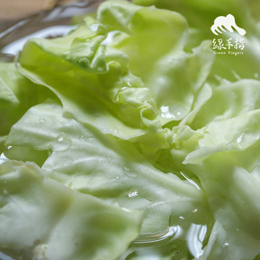 生态圆白菜（包菜） | 合作生产*Ecological Cabbage | Coproducted 商品图3