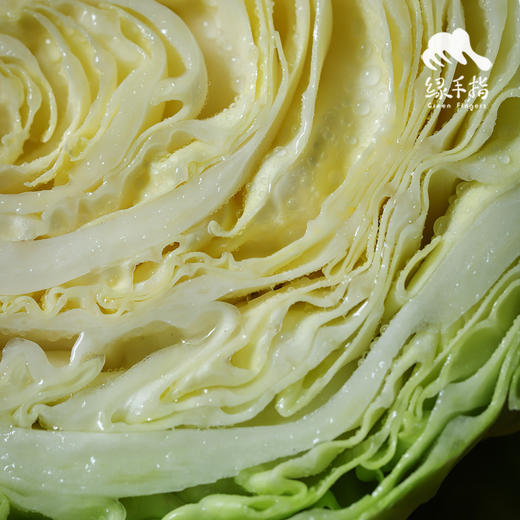 生态圆白菜（包菜） | 合作生产*Ecological Cabbage | Coproducted 商品图4