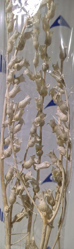 永生花材 | 风信子白