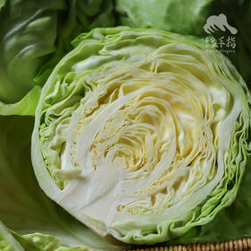 生态圆白菜（包菜） | 合作生产*Ecological Cabbage | Coproducted