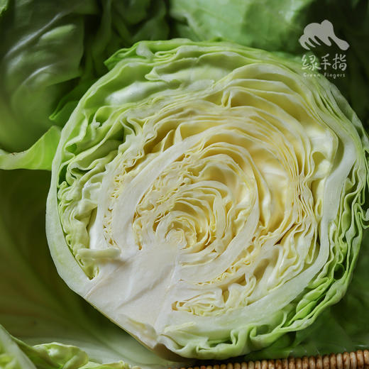 生态圆白菜（包菜） | 合作生产*Ecological Cabbage | Coproducted 商品图0