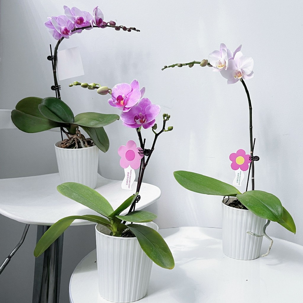 【福利-蝴蝶兰盆栽】双花剑随机2色2盆/份（顺丰育苗盆发货）