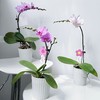 【福利-蝴蝶兰盆栽】双花剑随机2色2盆/份（顺丰育苗盆发货） 商品缩略图0