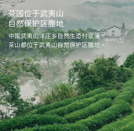 拥野·大红袍   8.5gx12袋/盒 商品图5