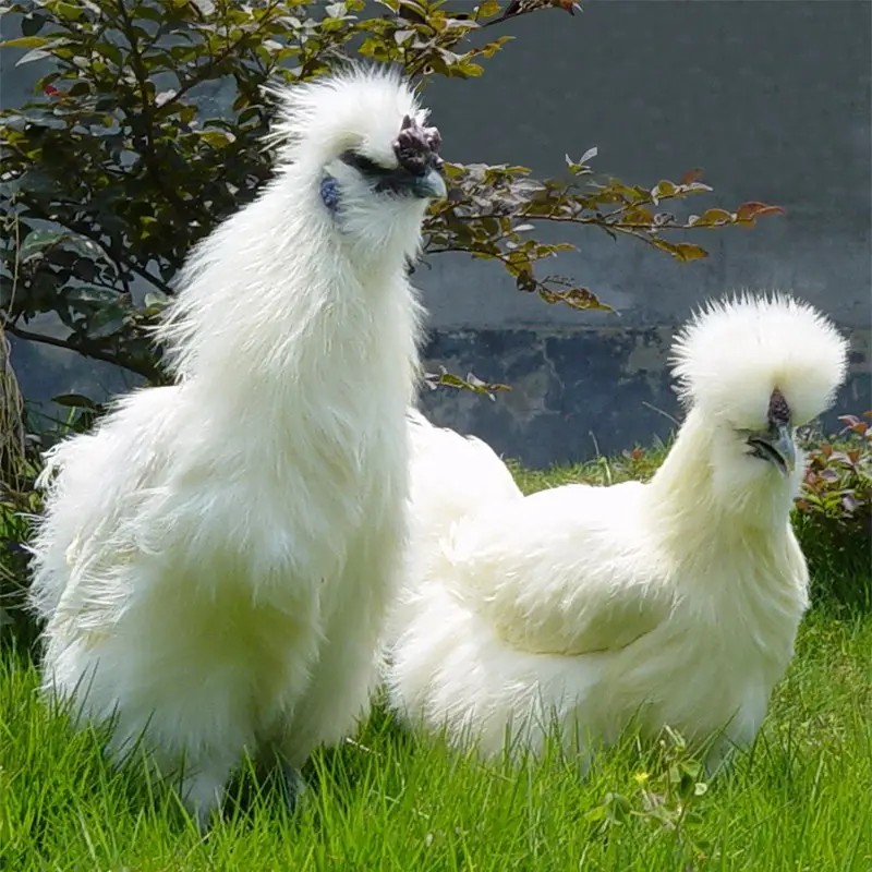 泰和乌鸡～木木家跑山慢养～