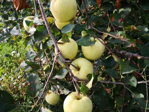 沣林园有机金帅苹果 商品图3