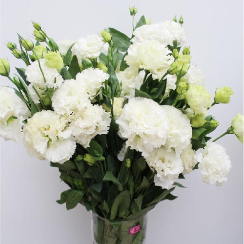 【佳海花业】洋桔梗  波浪白色  四合一（700-800g） 颜色深浅略有差异 以实物为准 云南基地发货（价格已包含包装费用） 运费以实际为准，多退少补。 商品图0